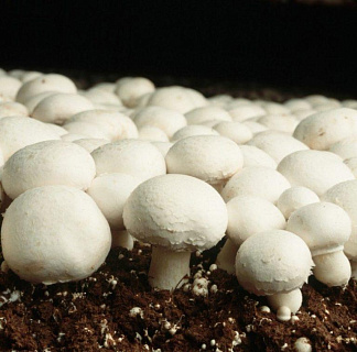 По инициативе Минсельхоза России Правительство РФ отнесло грибы к сельскохозяйственной продукции
